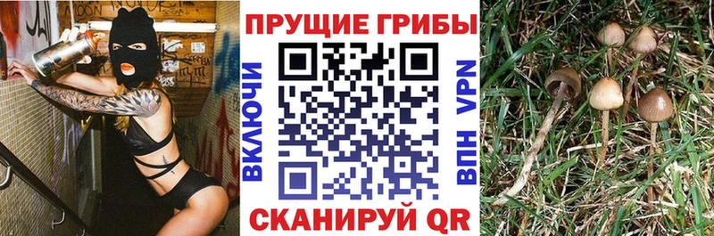 Галлюциногенные грибы Cubensis даркнет сайт Ногинск